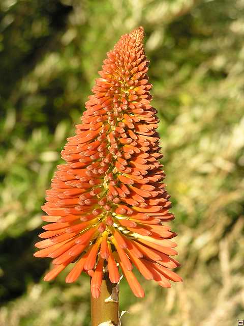 NZ leden-unor 2006 012.jpg